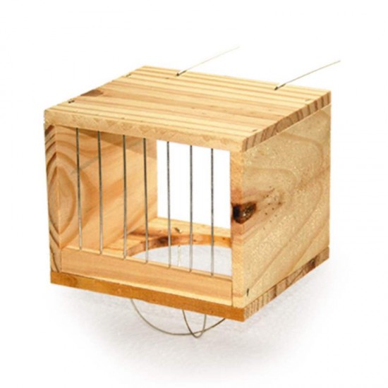 NINHO KPET PINUS CANARIO DO REINO