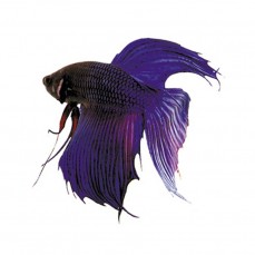 2306 - Z PEIXE BETTA MACHO